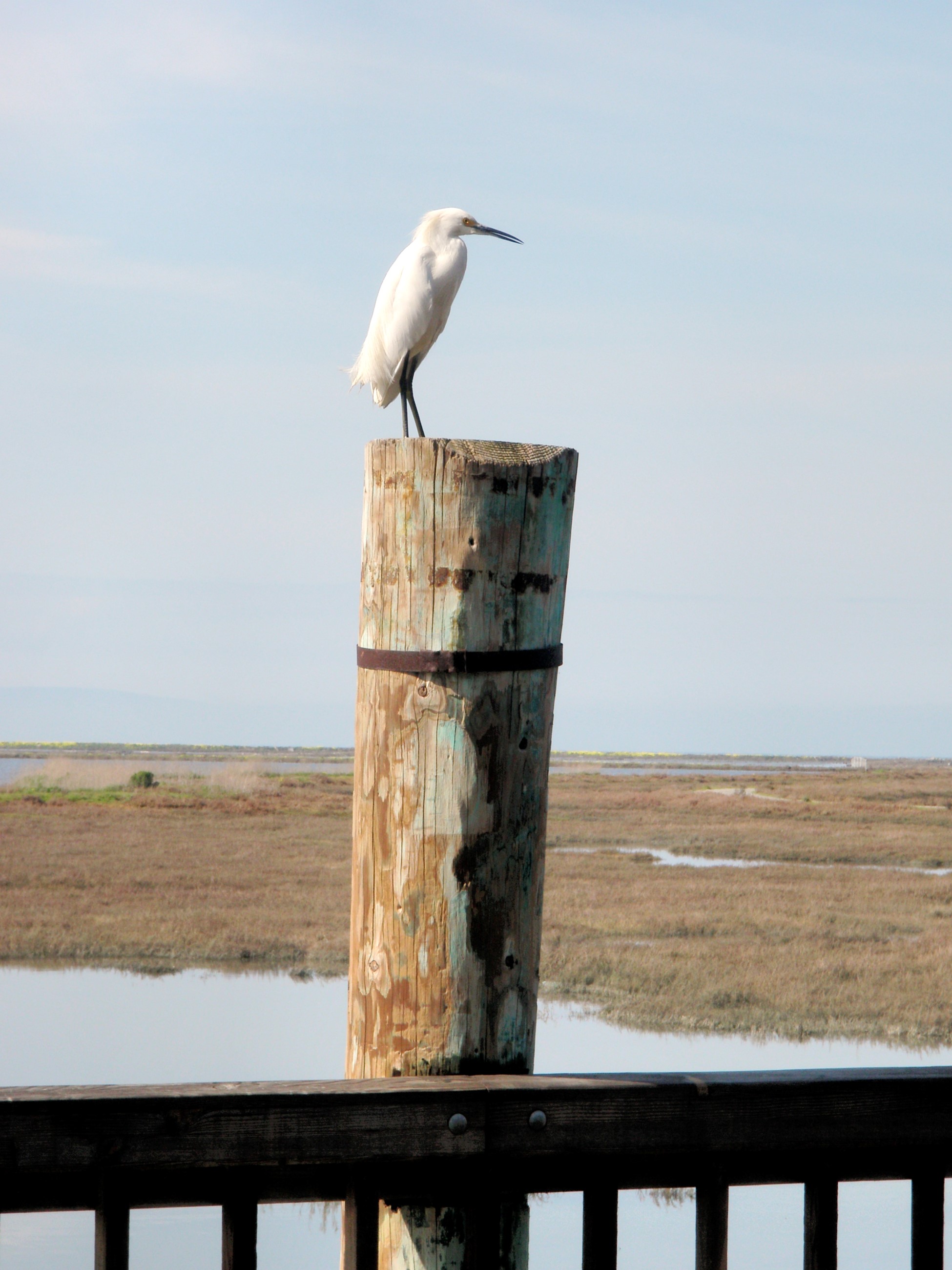Hayward Shoreline Interpretive Center Egrit On a P